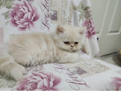 Biz hazırız british longhair