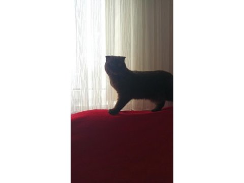 Kedicikler