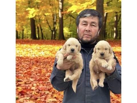 Golden çok sevimli yavrular ruhsatlı çiftlik