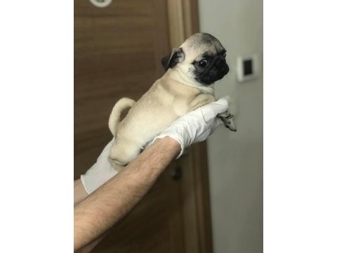 Hamburger suratlı pug / mops puppy