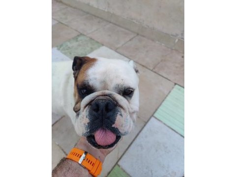 Dişi bulldog 2 yaşında ulaşın bana çok akıllı