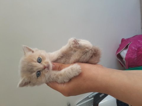 Scottish fold dişi