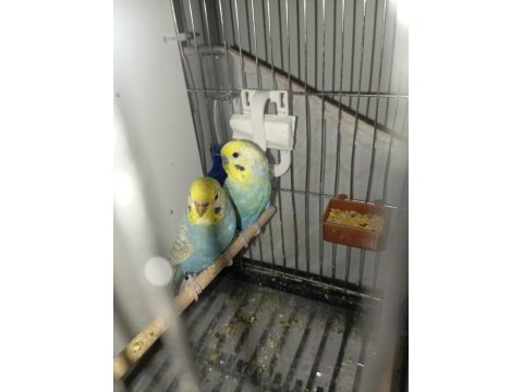 Orjinal bilezikli damızlık rainbow muhabbet takım