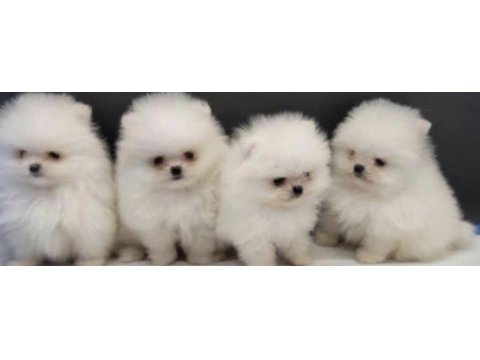 Pomeranian boo yavruları