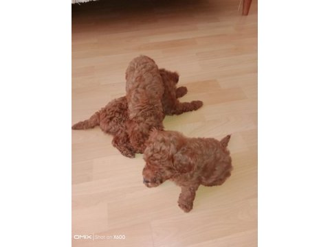 Korekan toy poodle bebekler için iletişim kurabilirsiniz