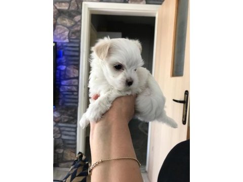 Orjinal kore maltese terrier