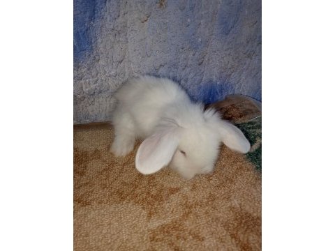 Hollanda teddy lop tavşan yavrular