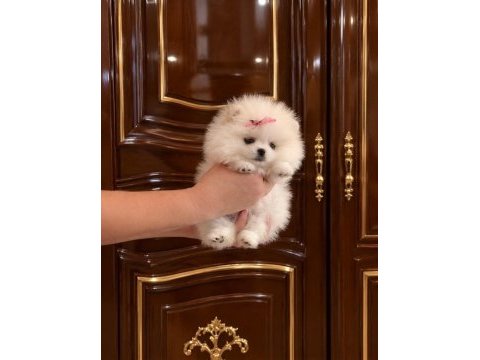 Mikro cep boy dişi pomeranian boo