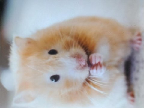 Yavru suriye hamsterlar
