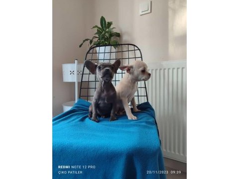 French bulldog köpekler