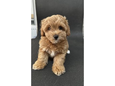 Maltipoo koyu apricot f1b (f2) tüy dökmez koku yok