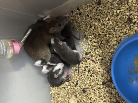 Evcil rat yavrular
