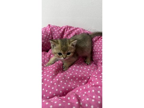 Ankara kaliteli british shorthair bebekler