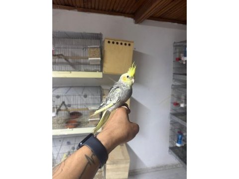 Full evcil sultan papaganı yavru