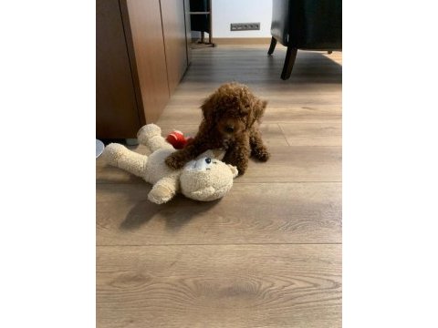Oyuncu toy poodle