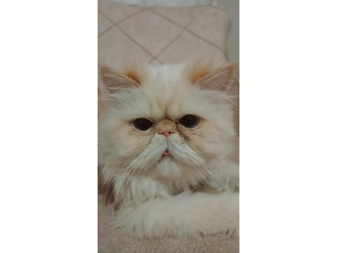 Dişi kedi arıyoruz