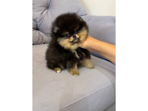 Black tan dişi pomeranian boo farklılık arayanlara