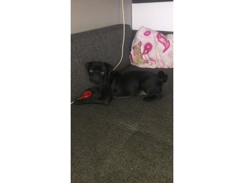 Acil sahip aranıyor pug