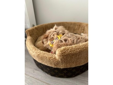 Teacup maltipoo