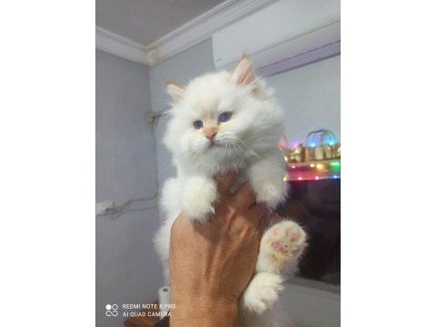 Harika erkek iran kedisi bebeğimiz