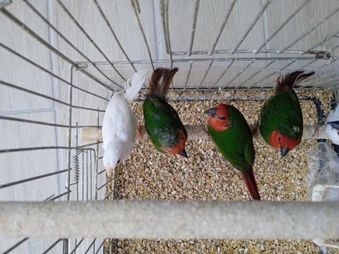 Lutino taşıyıcı parrotlar