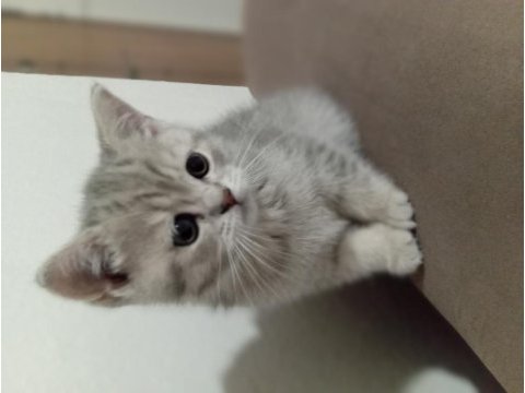 Yavru scottish fold kedimiz uyguna verilecek