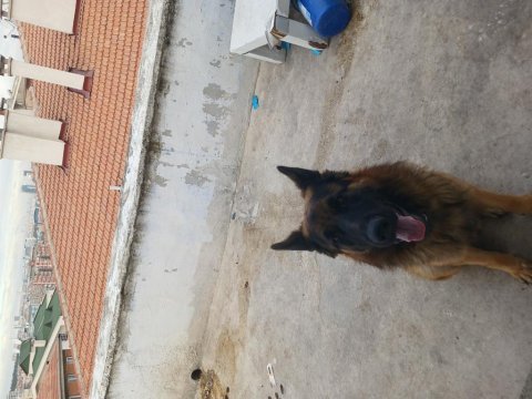 Ücretsiz ankara içi sahiplenilecek alman çoban köpeği