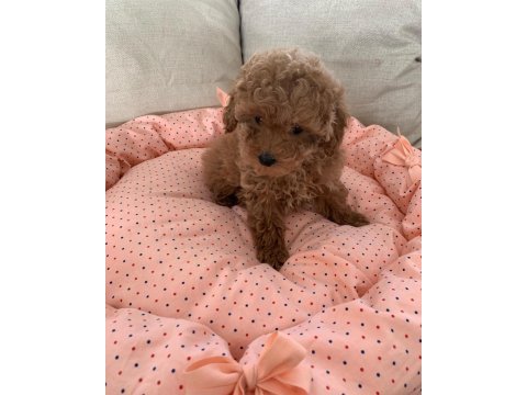 Toy poodle yavruları