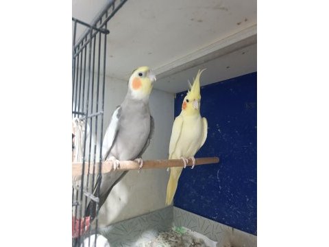 Grey lutino takım sultan papağanı
