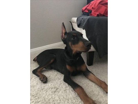 Eğitim ve bakım destekli doberman