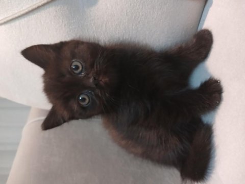 Yeni yuvasına gitmeye hazır british shorthair