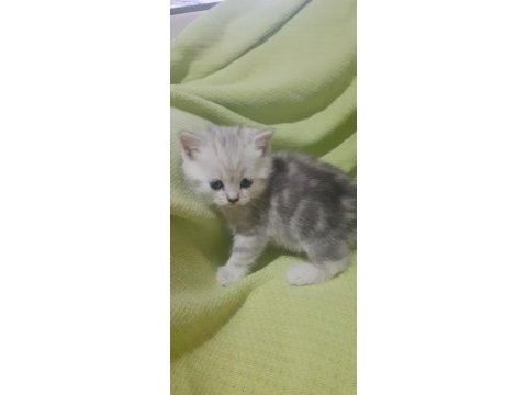 Scottish fold longhair