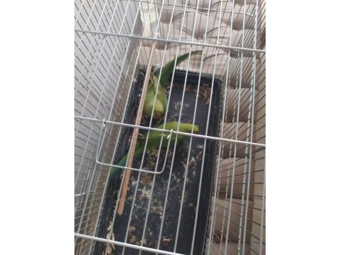 Erkek pakistan papağanı sahiplendirilecek