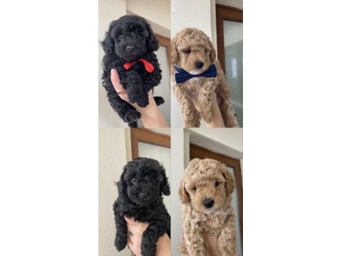 Toy poodle yavrular bandırma