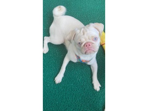 Beyaz albino 6 aylık karneli aşılı pug