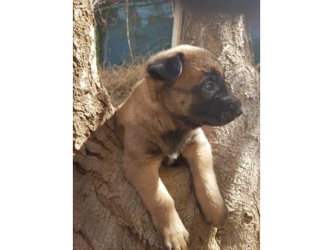 Belçika malinois yavrularımız ırk garantilidir
