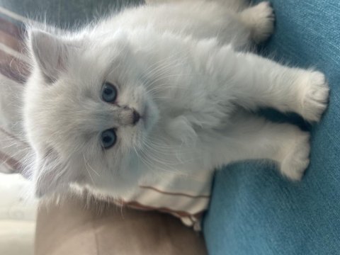 1.5 aylık british longhair mavi gözlü yavru