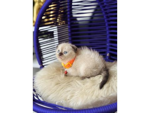 Scottish fold chocolate point