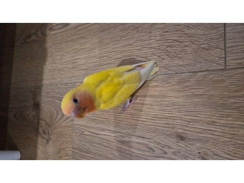 Renk renk sevda papağanları