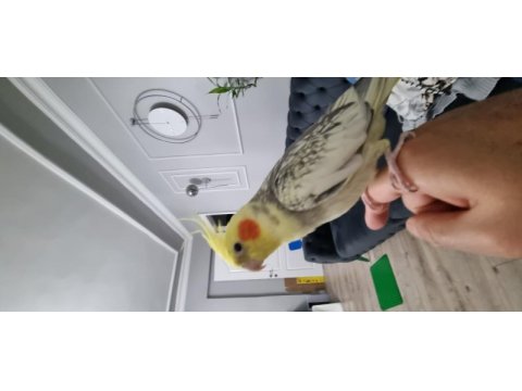 Erkek sultan papağanı 1 yaş