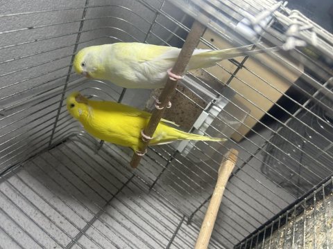 Hazır jumbo takım muhabbet kuşu
