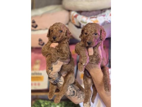 Dev poodle seçkin yavrular