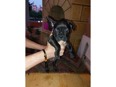 2 aylık fransız bulldog yavruları 7 tane 3 dişi 4 erkek