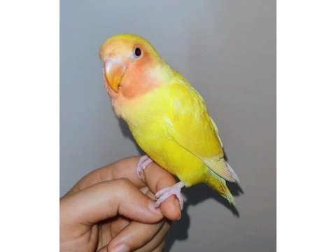 4 aylık yavru el besleme büyüdü full evcil sevda papağanı