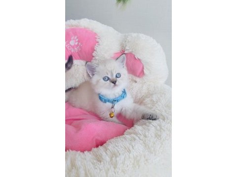Maviş point british shorthair bebekleirm 