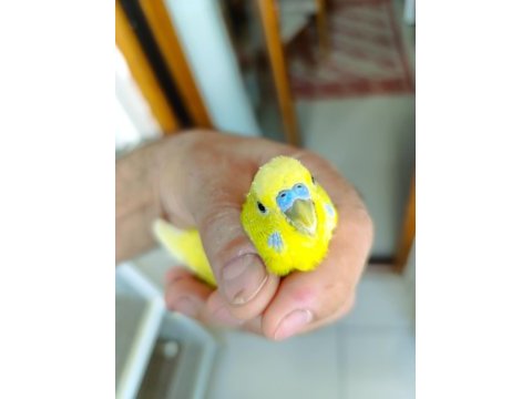 Erkek muhabbet kuşu bir yaşında