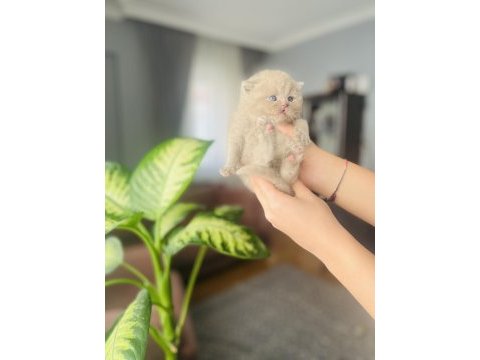 Nadir renk british shorthair yavrumuz