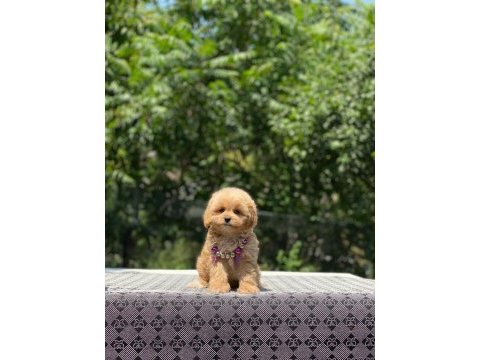 Dişi ve erkek poodle mevcuttur hepsi de safkan