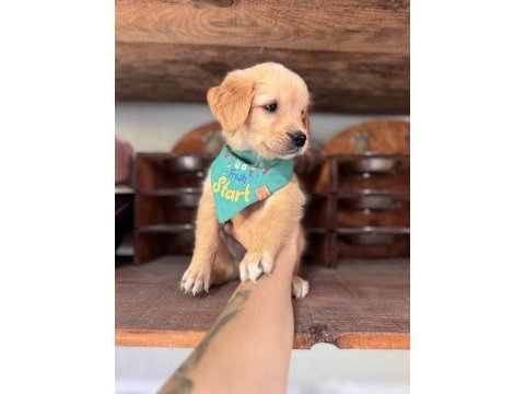 Her ailenin hayali golden retriever bebekleri