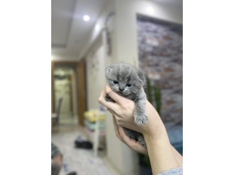 British scottish shorthair erkek kediler